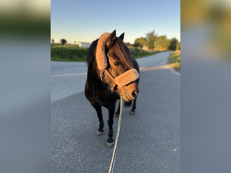 Dartmoor Mare 9 years 11,2 hh Brown in H&#xFC;rup