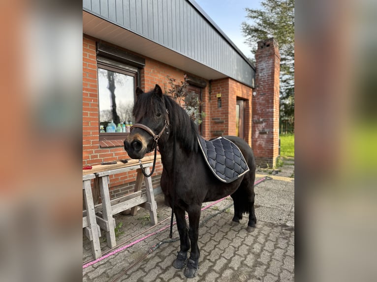 Dartmoor Mare 9 years 11,2 hh Brown in H&#xFC;rup