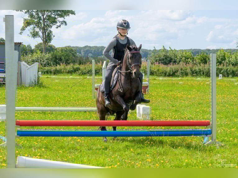Dartmoor Mare 9 years 11,2 hh Brown in H&#xFC;rup