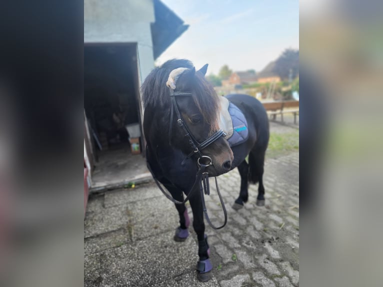 Dartmoor Mare 9 years 11,2 hh Brown in H&#xFC;rup