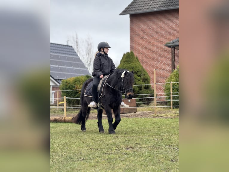 Dartmoor Mare 9 years 11,2 hh Brown in H&#xFC;rup