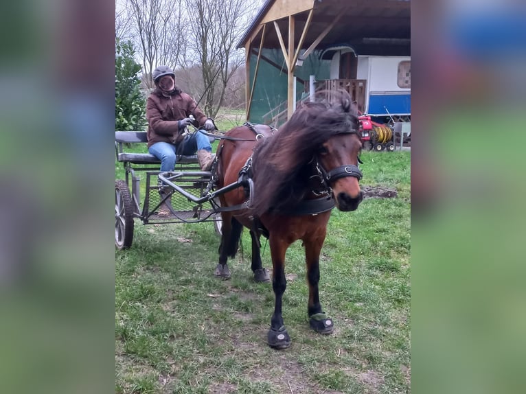 Dartmoor Mare 9 years 12,1 hh Brown in Escharen