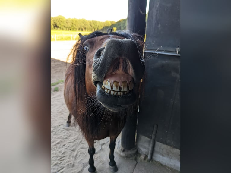 Dartmoor Mare 9 years 12,1 hh Brown in Escharen