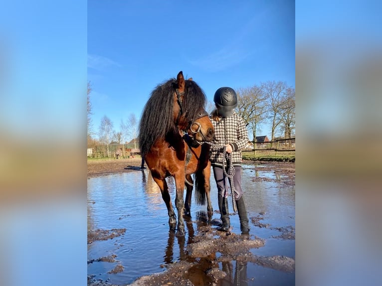 Dartmoor Mare 9 years 12,1 hh Brown in Escharen