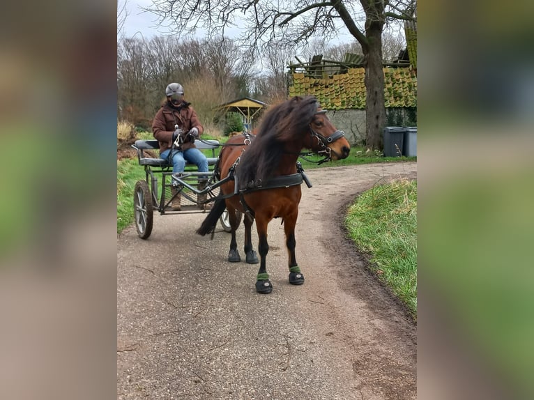 Dartmoor Mare 9 years 12,1 hh Brown in Escharen