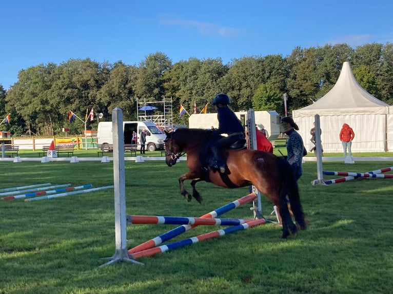 Dartmoor Mare 9 years 12,1 hh Brown in Escharen