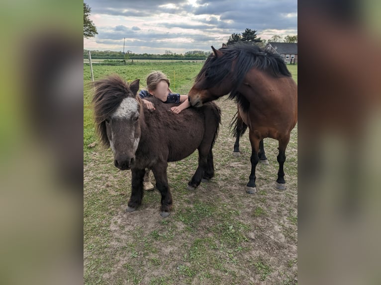 Dartmoor Mare 9 years 12,1 hh Brown in Escharen