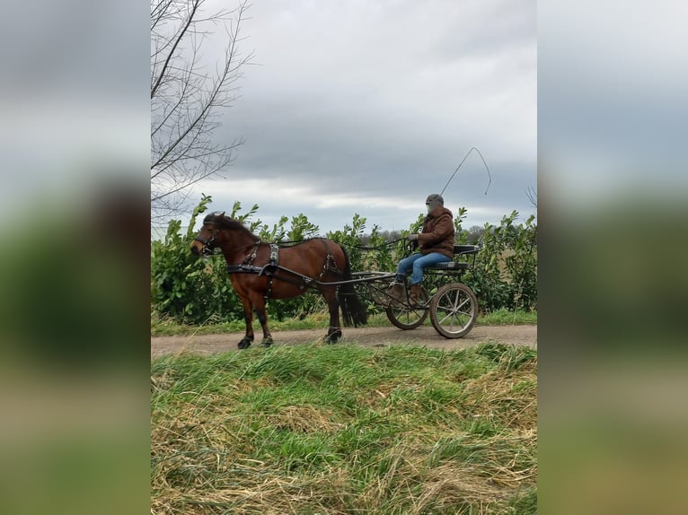 Dartmoor Mare 9 years 12,1 hh Brown in Escharen