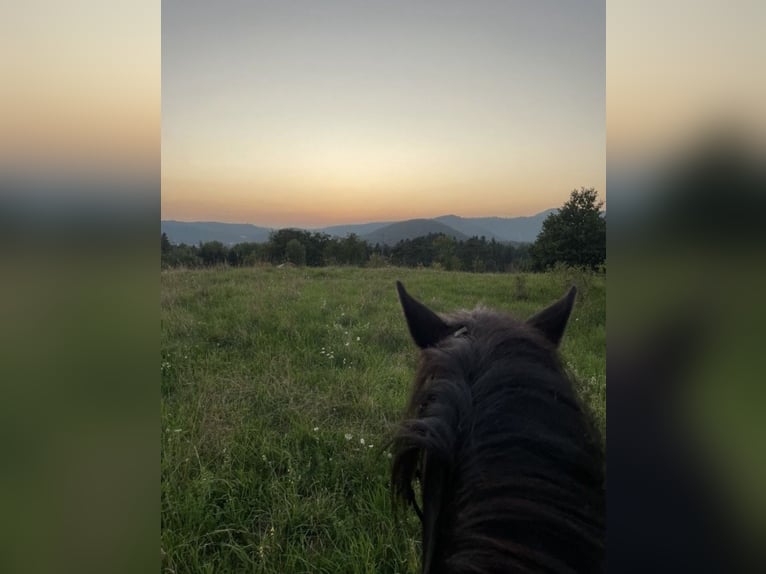 Dartmoor Mare 9 years 12 hh Bay-Dark in SpirkelbachSpirkelbach