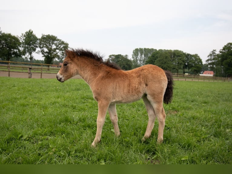 Dartmoor Mare Foal (04/2024) 12,1 hh Brown in Edewecht