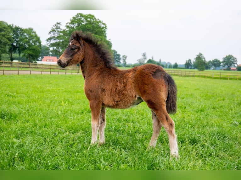 Dartmoor Mare Foal (03/2024) 12,1 hh Smoky-Black in Edewecht