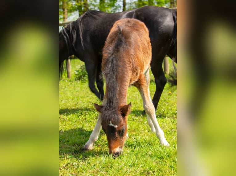 Dartmoor Mare Foal (03/2024) 12,1 hh Smoky-Black in Edewecht