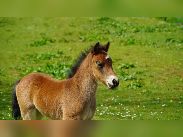 Dartmoor Mare Foal (03/2025) 12,1 hh Brown in Chemaudin
