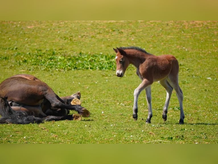 Dartmoor Mare Foal (03/2025) 12,1 hh Brown in Chemaudin