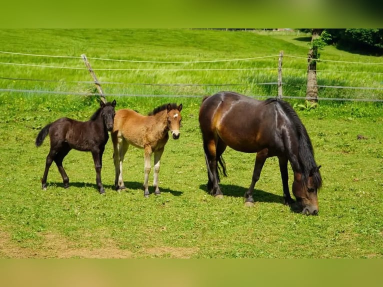 Dartmoor Mare Foal (03/2025) 12,1 hh Brown in Chemaudin