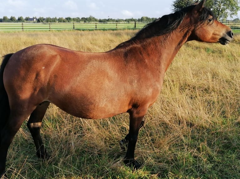 Dartmoor Merrie 12 Jaar 124 cm Bruin in Mönchengladbach