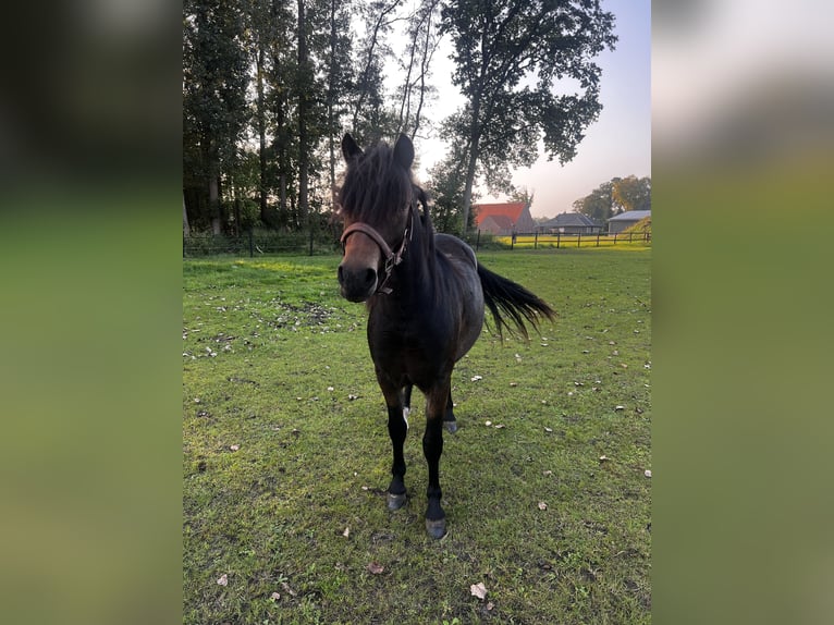 Dartmoor Merrie 1 Jaar 125 cm Zwartbruin in Edewecht