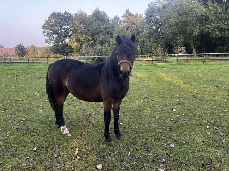 Dartmoor Merrie 1 Jaar 125 cm Zwartbruin in Edewecht