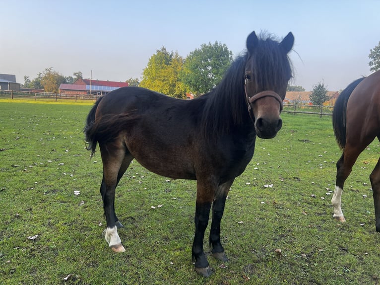 Dartmoor Merrie 1 Jaar 125 cm Zwartbruin in Edewecht