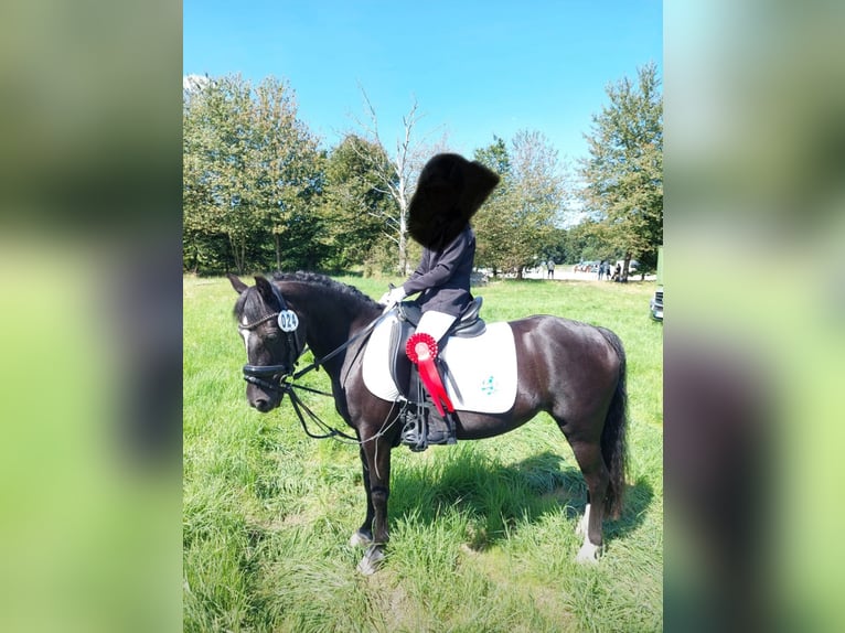 Dartmoor Merrie 20 Jaar 124 cm Zwart in Rommerskirchen