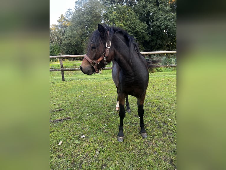 Dartmoor Merrie 2 Jaar 125 cm Zwartbruin in Edewecht