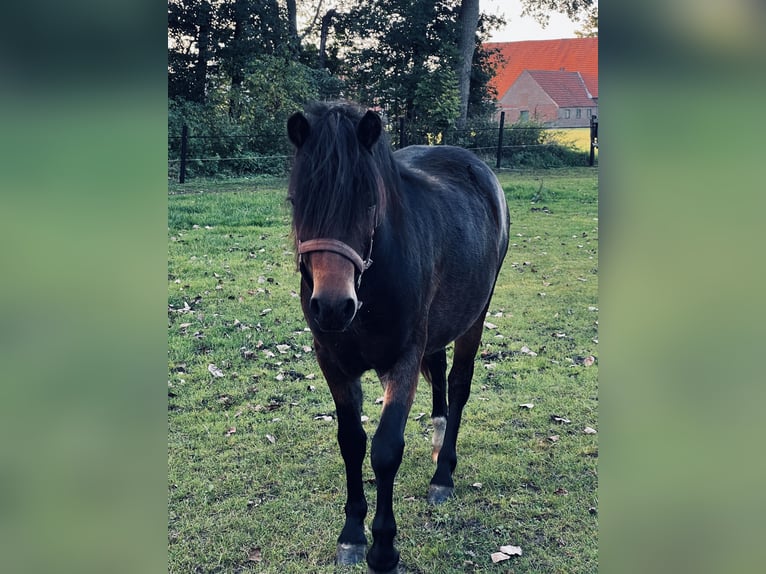 Dartmoor Merrie 2 Jaar 125 cm Zwartbruin in Edewecht