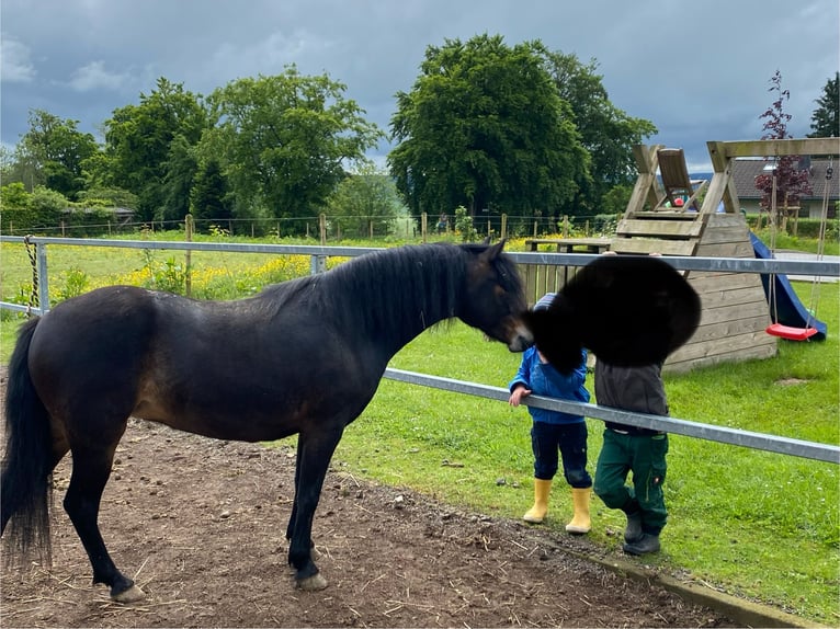 Dartmoor Merrie 3 Jaar 125 cm Donkerbruin in Büllingen