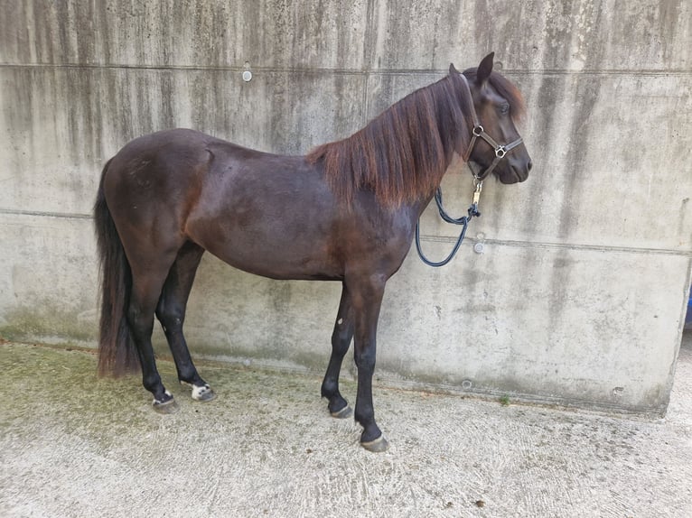 Dartmoor Merrie 3 Jaar 125 cm Zwartbruin in Fügen