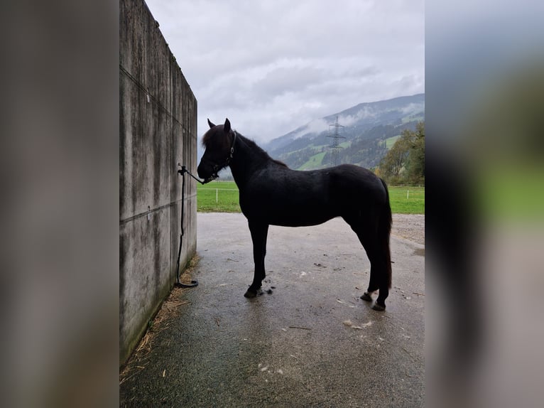 Dartmoor Merrie 3 Jaar 125 cm Zwartbruin in Fügen