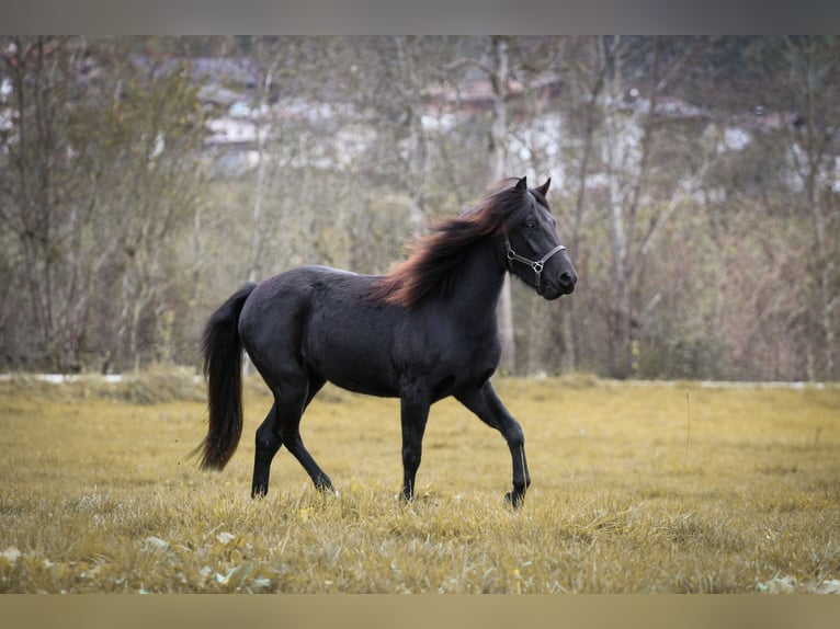 Dartmoor Merrie 3 Jaar 125 cm Zwartbruin in Fügen