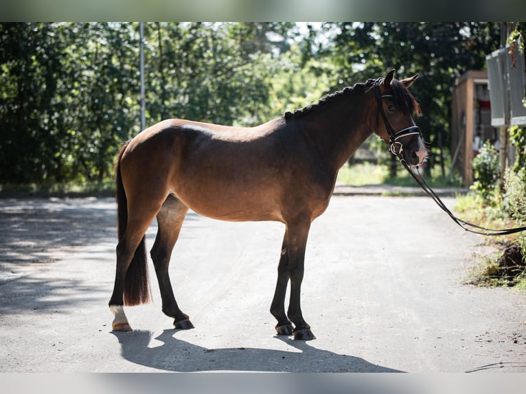 Dartmoor Merrie 4 Jaar 138 cm Bruin in Ingelheim am Rhein