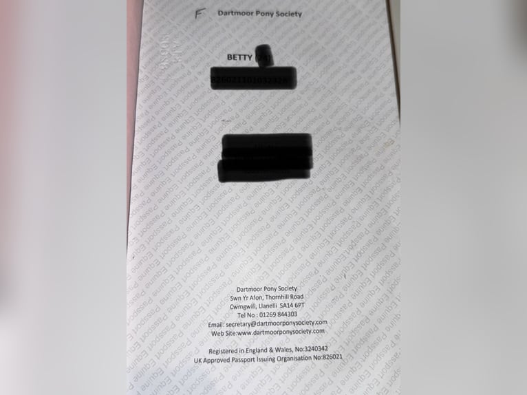 Dartmoor Mix Merrie 5 Jaar 147 cm Gevlekt-paard in Neuss