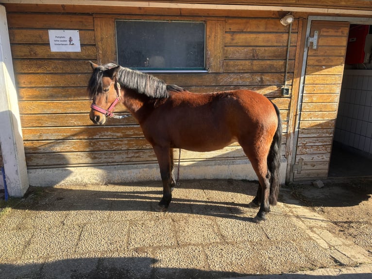 Dartmoor Merrie 6 Jaar 125 cm Bruin in Volkertshausen