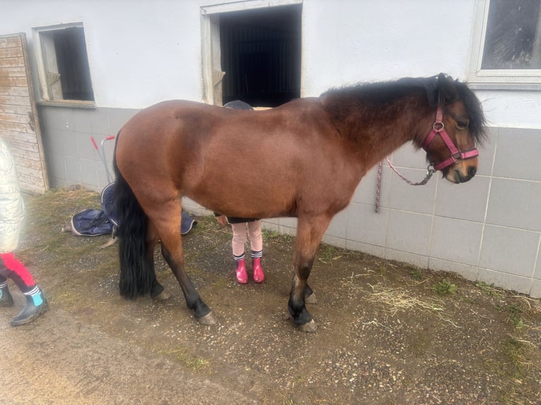 Dartmoor Merrie 6 Jaar 125 cm Bruin in Volkertshausen