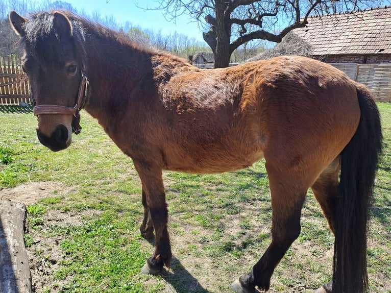 Dartmoor Merrie 6 Jaar 125 cm Bruin in Nagykanizsa