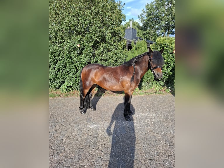 Dartmoor Merrie 6 Jaar 129 cm  in Friesoythe