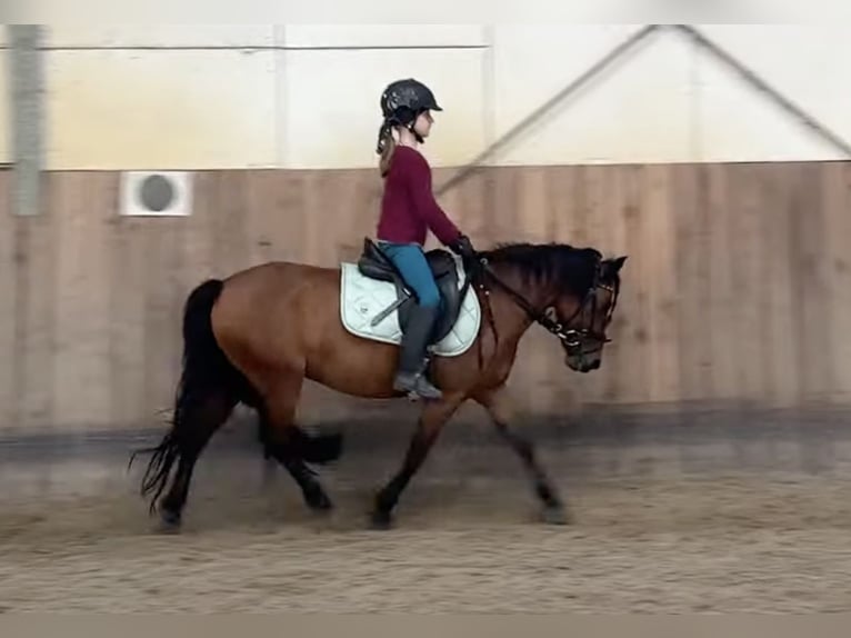 Dartmoor Merrie 7 Jaar 125 cm Bruin in Volkertshausen