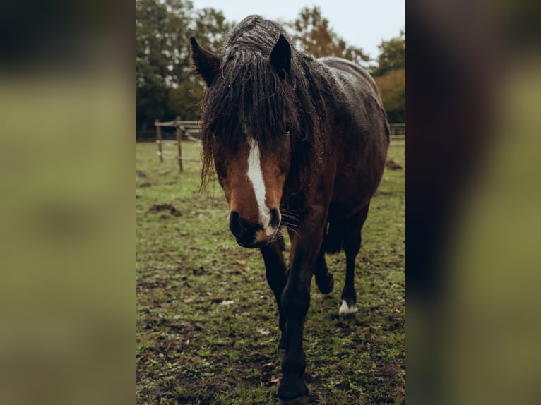 Dartmoor Merrie 9 Jaar 118 cm Bruin in Worpswede
