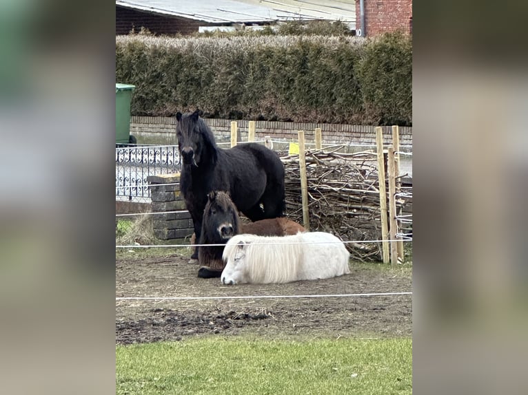 Dartmoor Merrie 9 Jaar 120 cm Bruin in H&#xFC;rup
