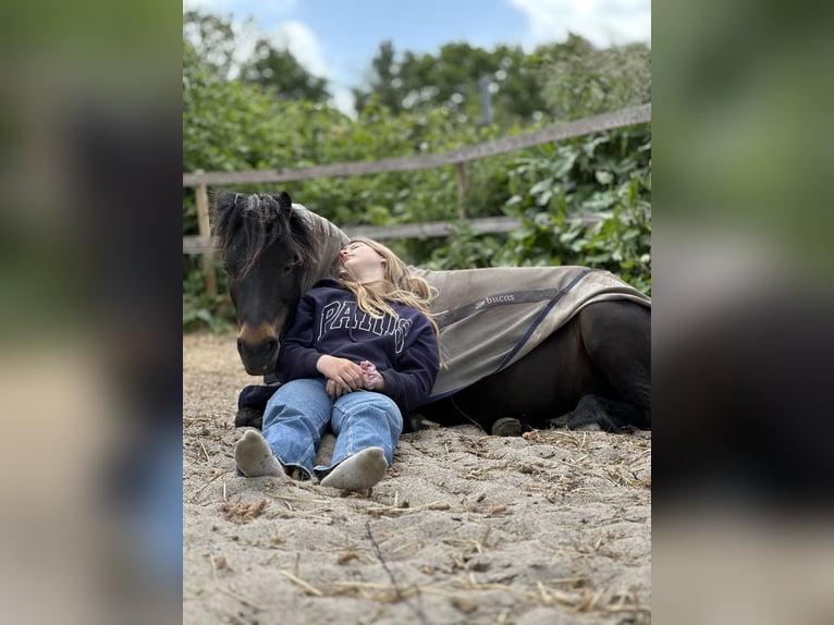 Dartmoor Merrie 9 Jaar 120 cm Bruin in H&#xFC;rup
