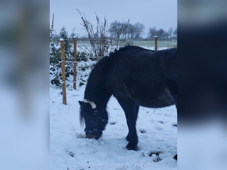 Dartmoor Merrie 9 Jaar 120 cm Bruin in H&#xFC;rup