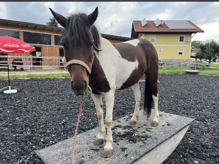 Dartmoor Merrie 9 Jaar 125 cm Gevlekt-paard in Ried im Innkreis