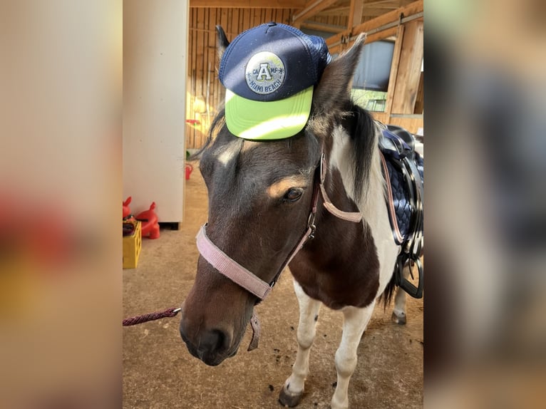 Dartmoor Merrie 9 Jaar 125 cm Gevlekt-paard in Ried im Innkreis