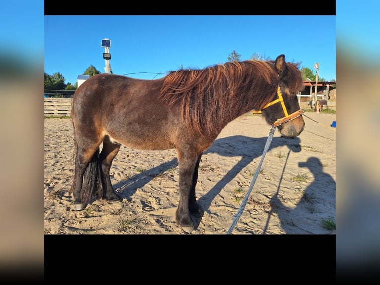 Dartmoor Pony Mix Castrone 10 Anni 117 cm Baio scuro in Oberkrämer