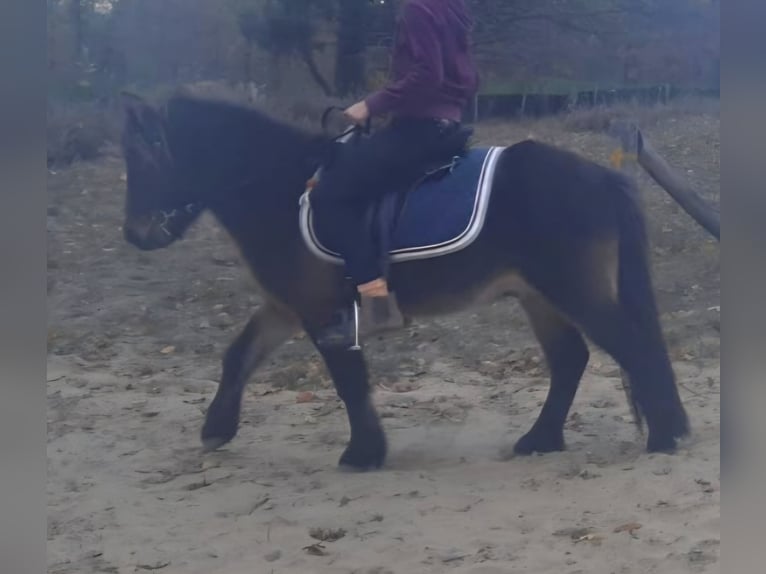 Dartmoor Pony Mix Castrone 10 Anni 117 cm Baio scuro in Oberkrämer