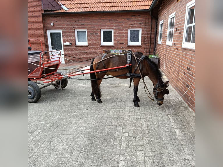 Dartmoor Pony Castrone 10 Anni 126 cm Baio scuro in Stavern