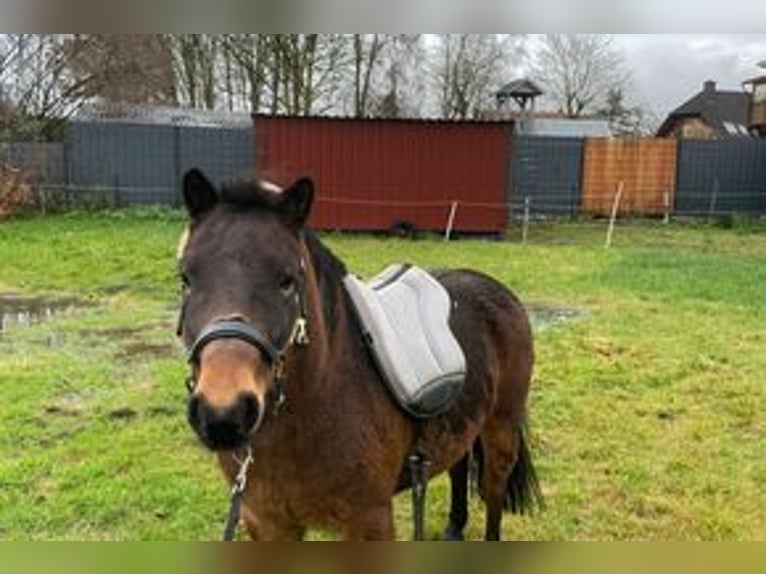 Dartmoor Pony Castrone 10 Anni 126 cm Baio scuro in Stavern