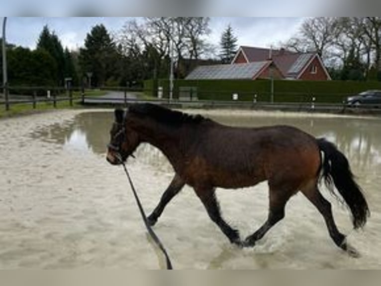 Dartmoor Pony Castrone 10 Anni 126 cm Baio scuro in Stavern