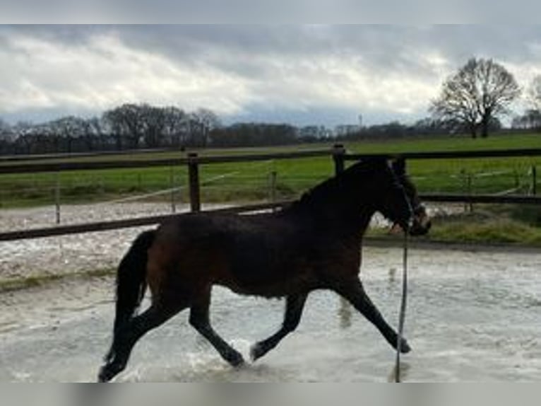 Dartmoor Pony Castrone 10 Anni 126 cm Baio scuro in Stavern