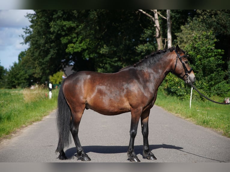 Dartmoor Pony Castrone 11 Anni 123 cm Baio in Kempen